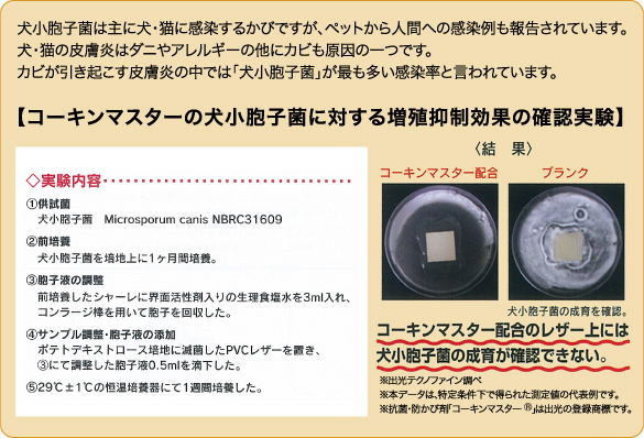 犬小胞子菌は主に犬・猫に感染するかびですが、ペットから人間への感染例も報告されています。犬・猫の皮膚炎はダニやアレルギーの他にカビも原因の一つです。カビが引き起こす皮膚炎の中では「犬小胞子菌」が最も多い感染率と言われています。【コーキンマスターの犬小胞子菌に対する増殖抑制効果の確認実験】内容／結果　コーキンマスター配合のレザーには犬小胞子菌の育成が確認できない。